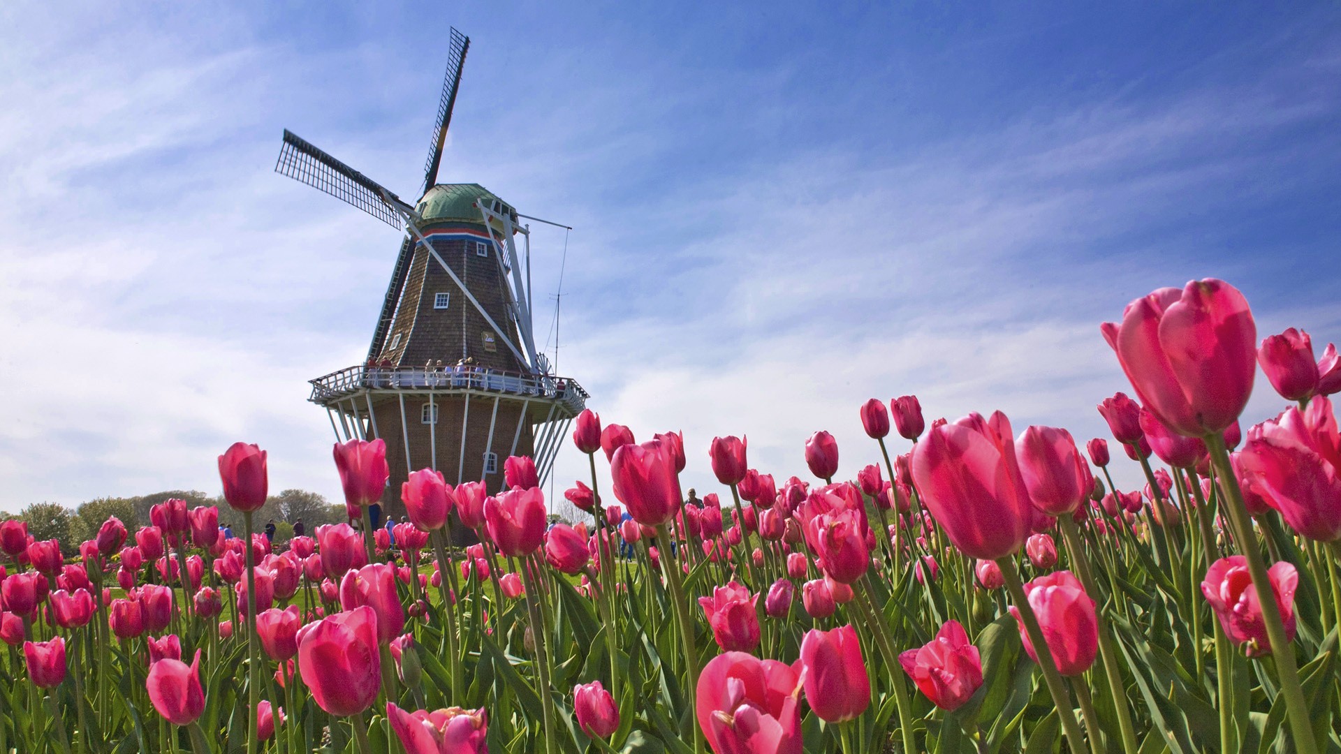 fond ecran hd paysage hollande tulipe rouge rose moulin wallpaper