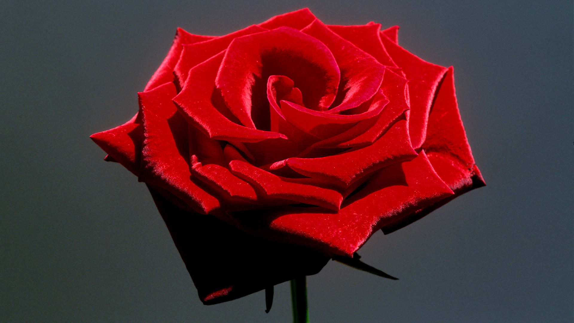 red rose red rose