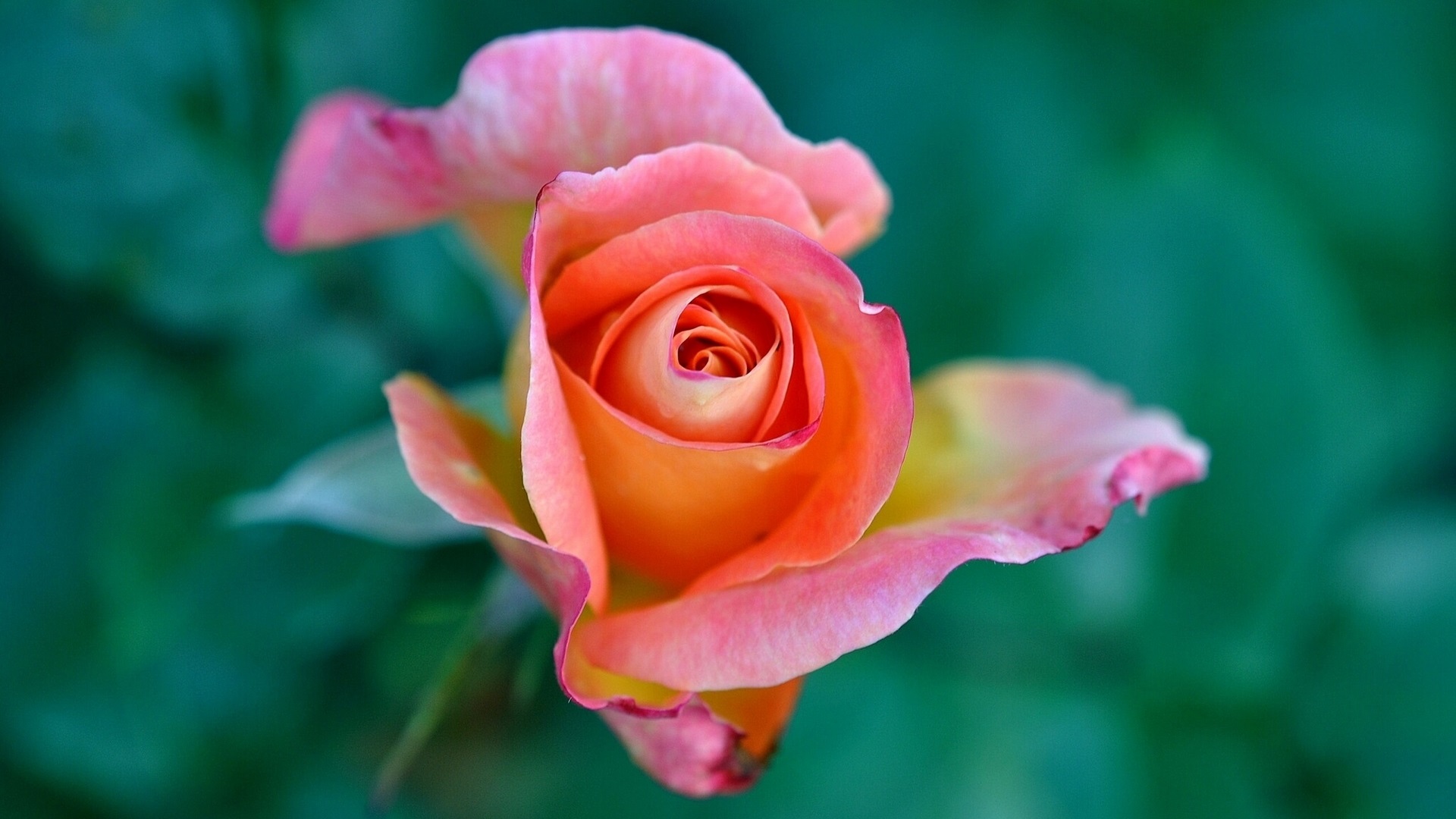rose fleurs, pétales close up fonds d'écran x