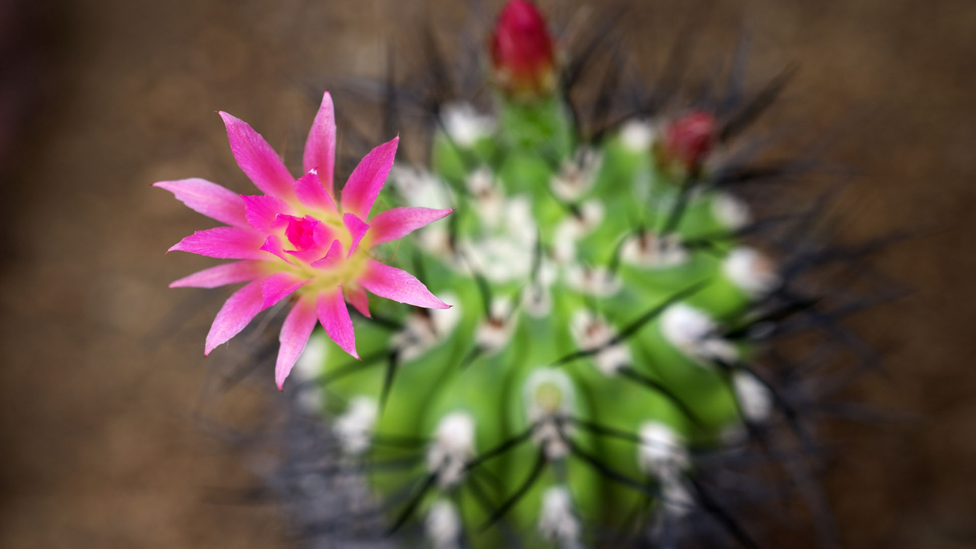 cactus fleurs rose fonds d'écran x fonds d'écran de
