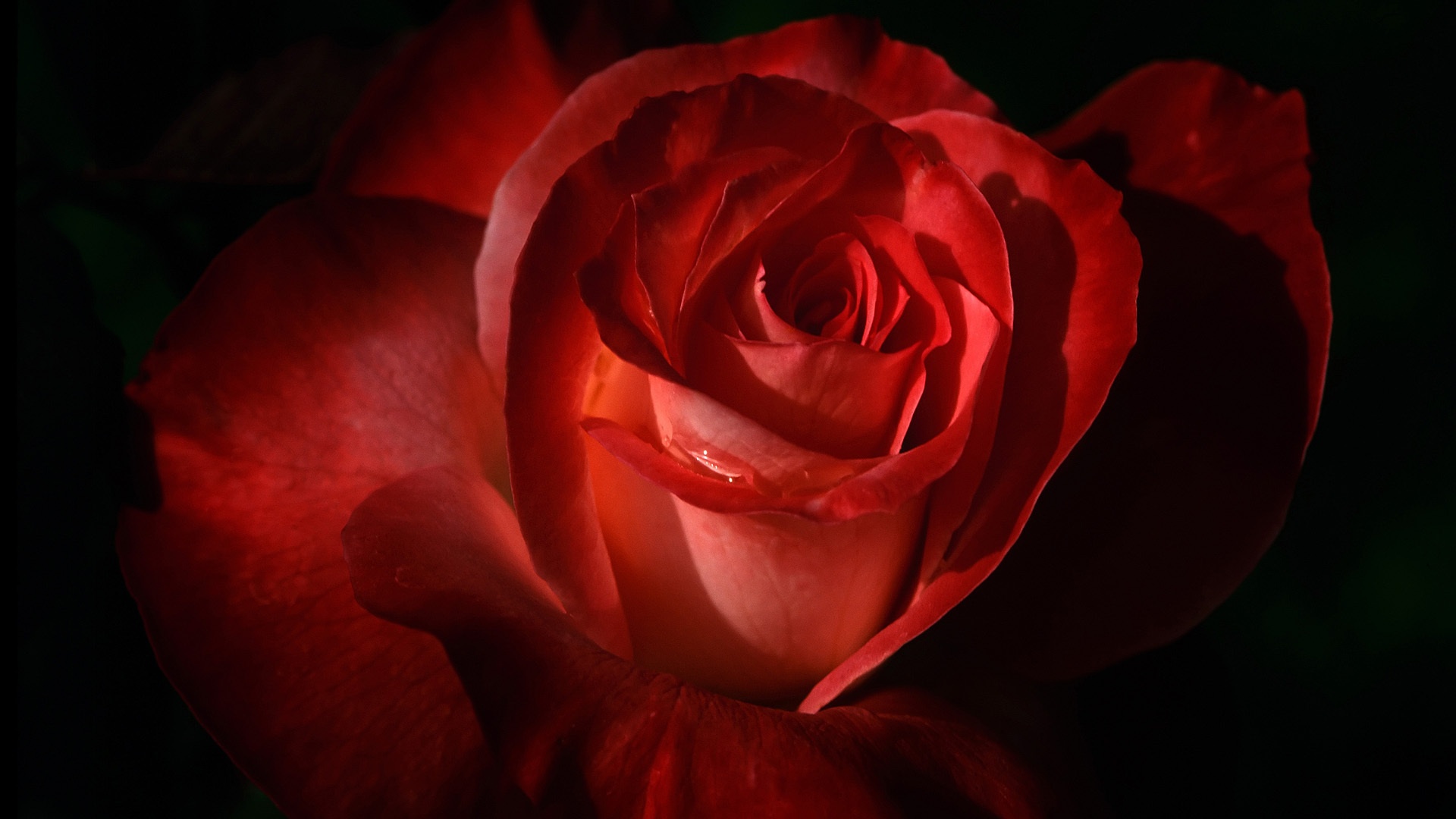 rose rouge macro pétales fonds d'écran x fonds d'écran de
