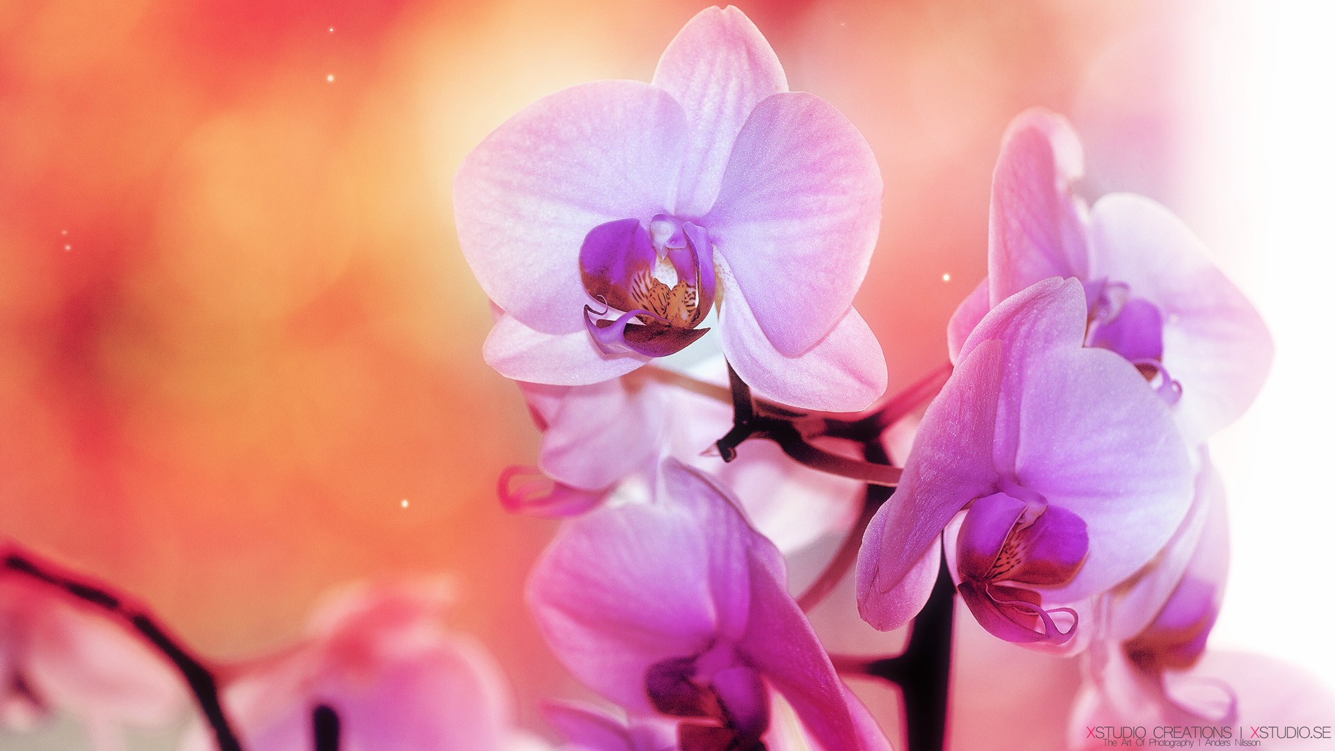 orchidée, rose fonds d'écran, photos, images, fonds d'écran sur le