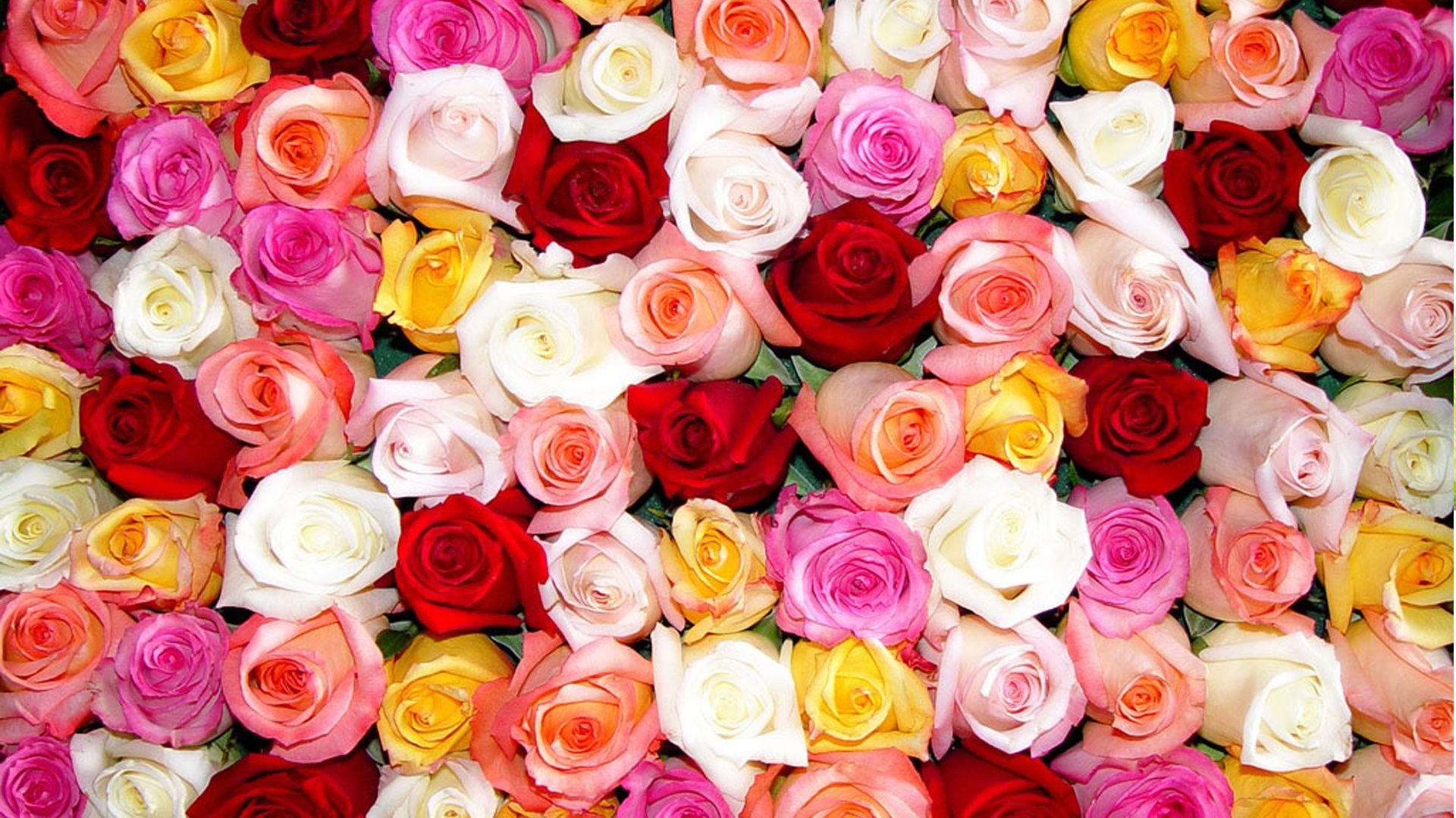 full view et download colored roses wallpaper with resolution de