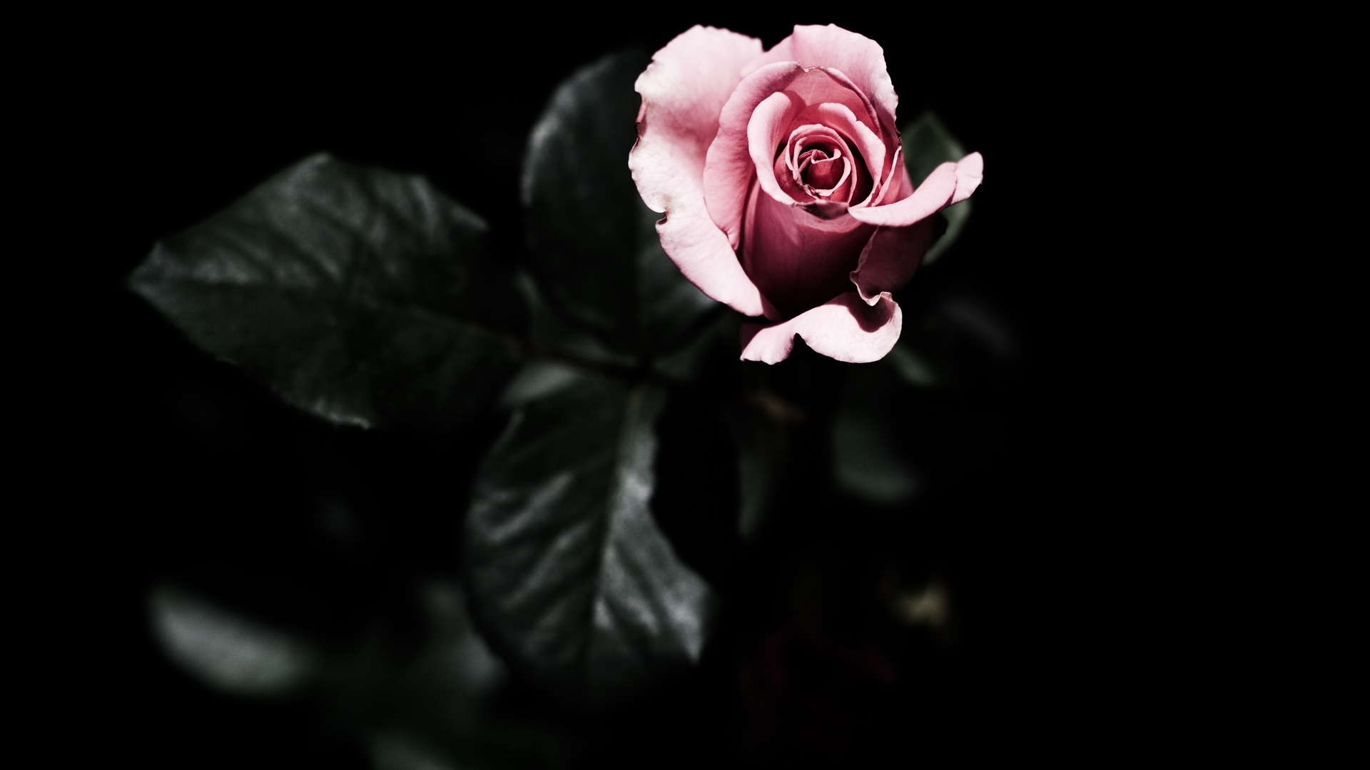 fonds d'écran rose, rose, feuille, fond noir, fleurs, photo x