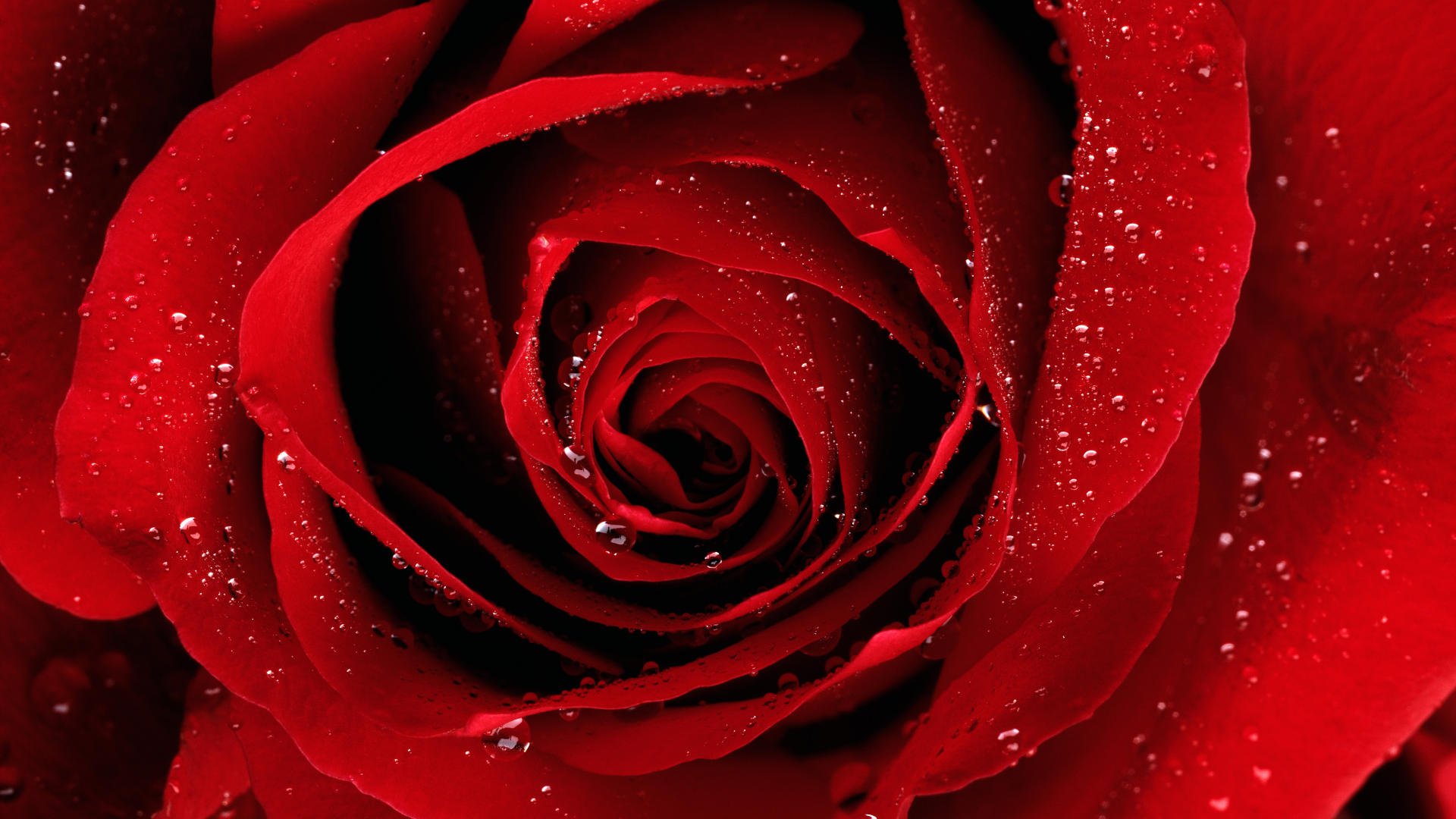 red rose for you a red rose for you