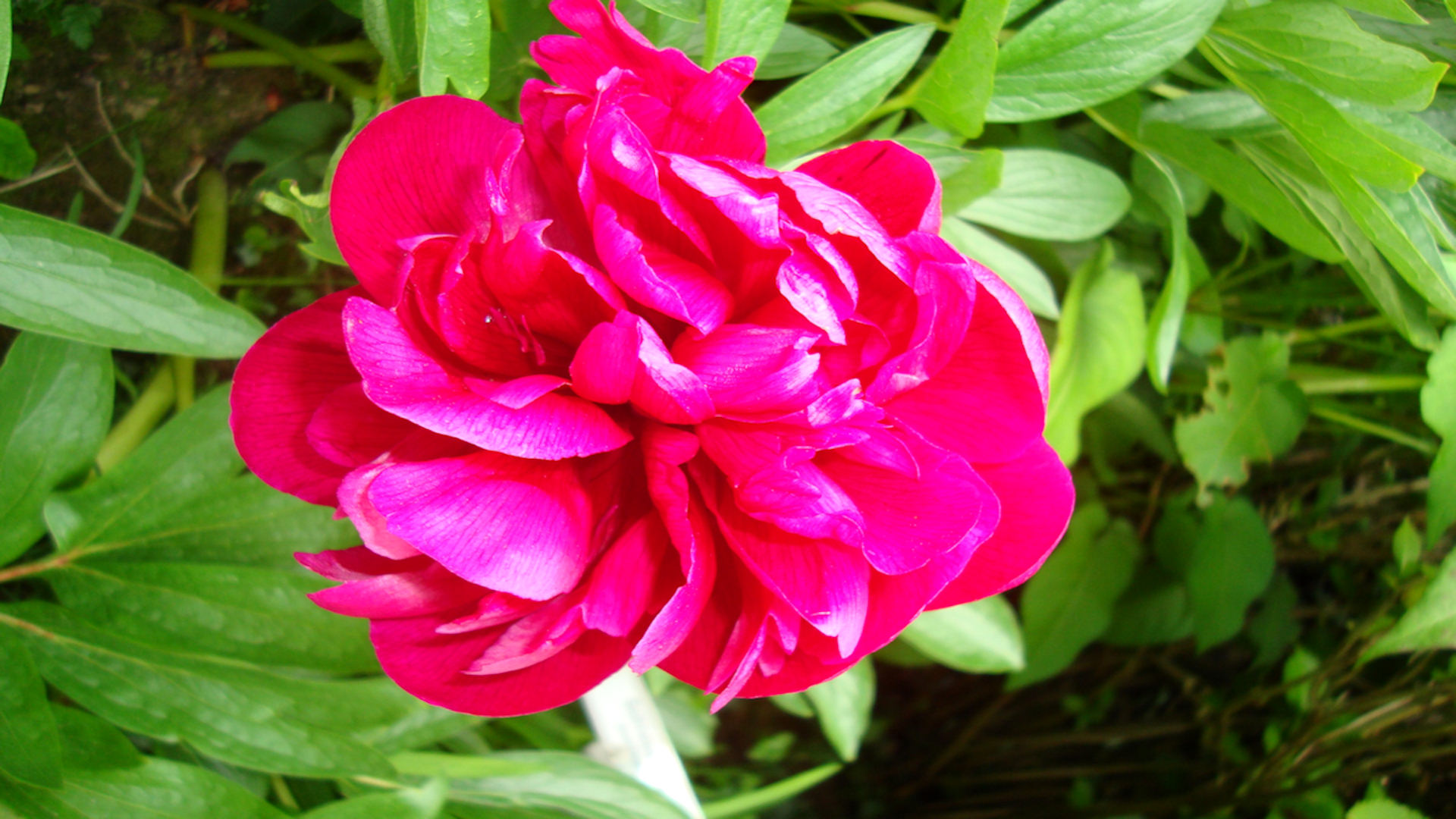 fond d'écran gratuit, photo de fleur de camelia rose vif (x)