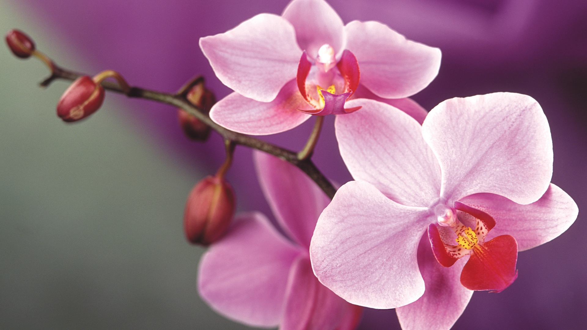 rose orchidée fleurs fonds d'écran x fonds d'écran de