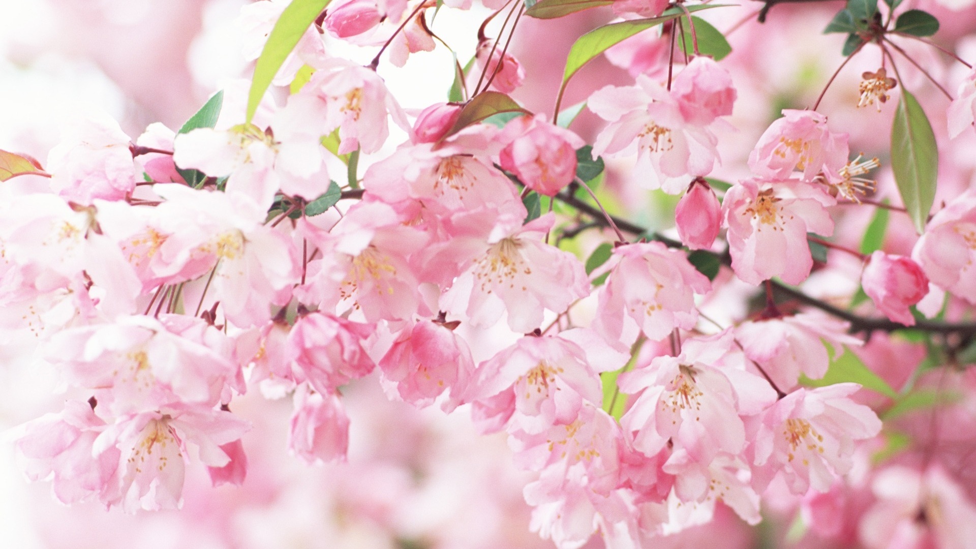 cerisier de printemps rose fonds d'écran x fonds d'écran