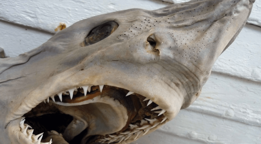 Faites attention au requin du Groenland