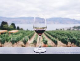 Connaître les points clés des vins primeurs