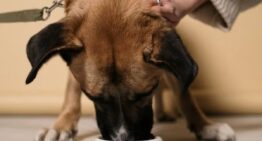 Chien stérilisé : pourquoi les croquettes spécifiques sont un vrai plus pour sa santé